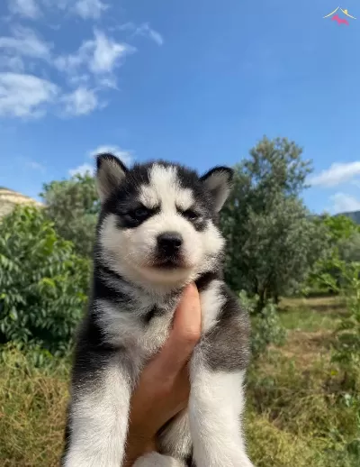 Irk Garantili Husky Yavrularımız