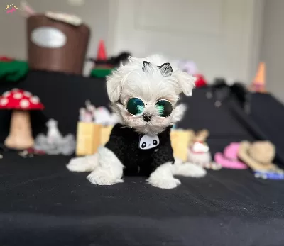 Teacup Maltese Yavrular Yeni Yuvasını Bekliyor