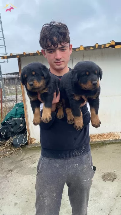 A Kalite Koca Kafa Rottweiler Yavruları