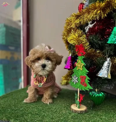 Ufacık Sevimli Maltipoo Bebeklerimiz