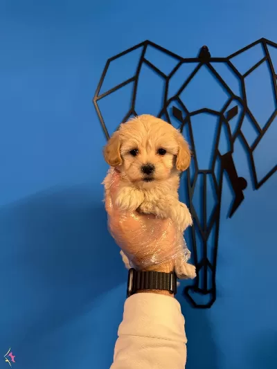 Cok Ozel Maltipoo Bebeklerimiz