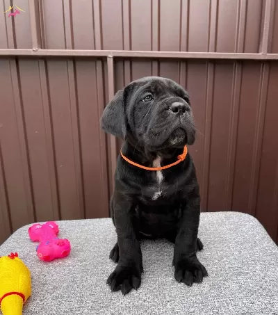Muhteşem Irk Garantili Cane Corso Yavrularım
