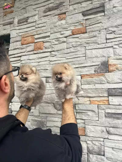 Birbirinden güzel Pomarıan Bebeklerimiz Sizleri Bekliyor