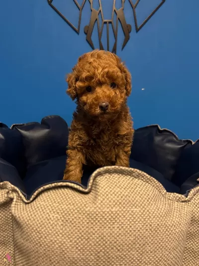 Irkin En Iyilerinden Toy Poodle Bebekler