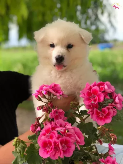 Ayı Surat Samoyed Bebekler