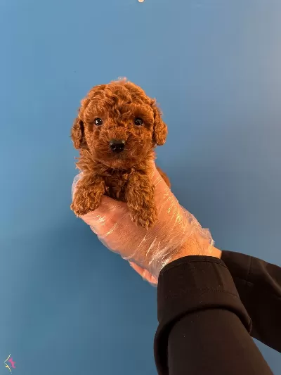 Red Browne Kore Tea Cup Toy Poodle Yavruları