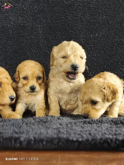 Full Eğitimli Poodle Bebekler
