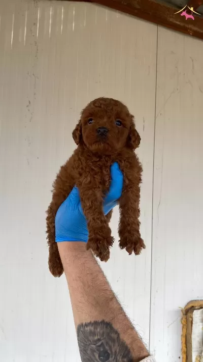 Red Brown Secereli Orjinal Toy Poodle Yavrular