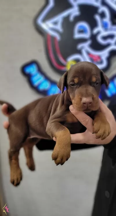 Safkanlık Garantili Doberman Yavrularımız
