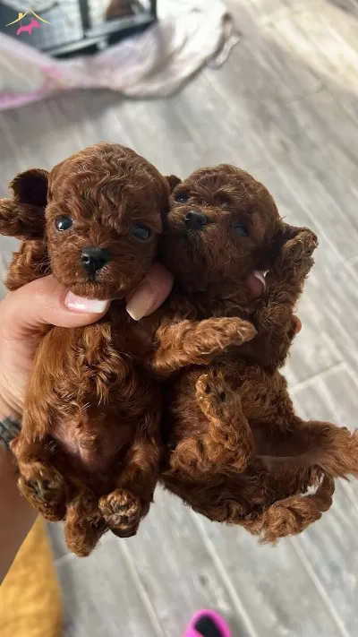 Resmi Isletmeden Kore Toypoodle Yavruları