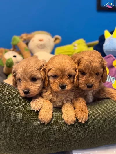 Bebek yüzlü Cok Ozel Maltipoo Bebeklerimiz