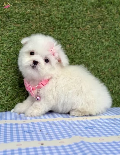 Maltese Terrier En Mini Boy Yavrularımız