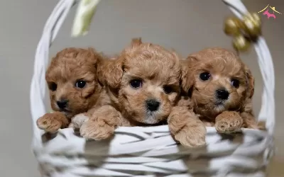 Mini Sevimli Maltipoo Bebekler