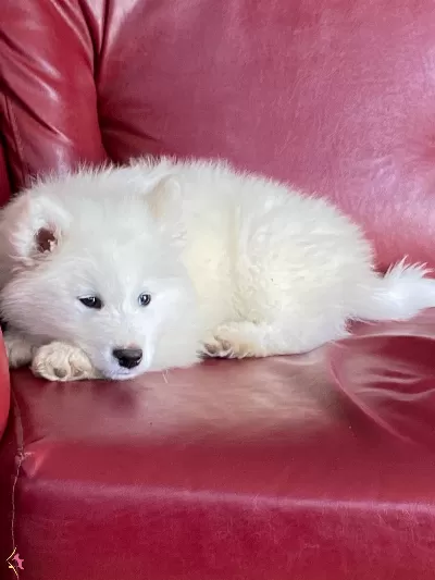 Irk Ve Sağlık Garantili Samoyed Bebekler