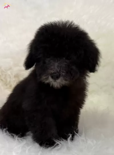 Silver Poodle Yavrularımız