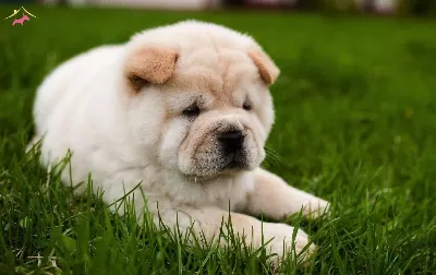 Efsane güzel Chow Yavrularımız