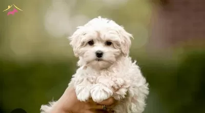 Orjinal Maltipoo Yavrularımiz Hazırdır