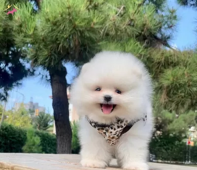 Scr Li Pomeranian Boo