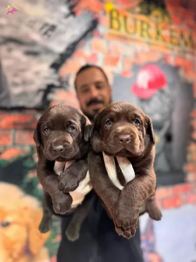 Cikolata Labrador Retriever Yavrularımız A Kalite Irk