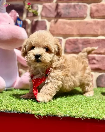 Oyuncu Ve Uysal Maltipoo Yavrular