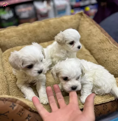 Mini Boy Maltese Yavrular