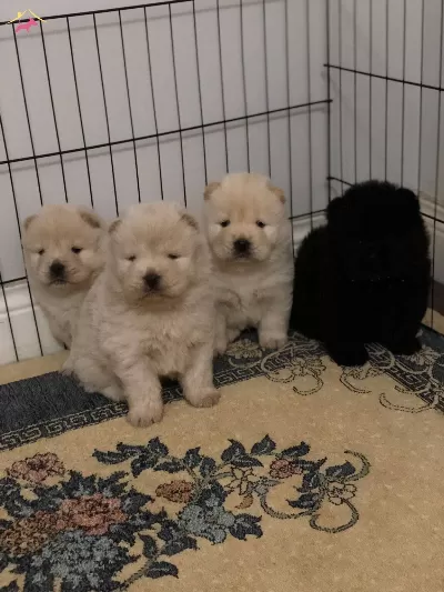 Safkan Irk Garangili Chow Chow Yavrular