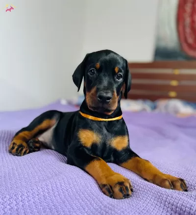 Ust Kalite Doberman Yavruları
