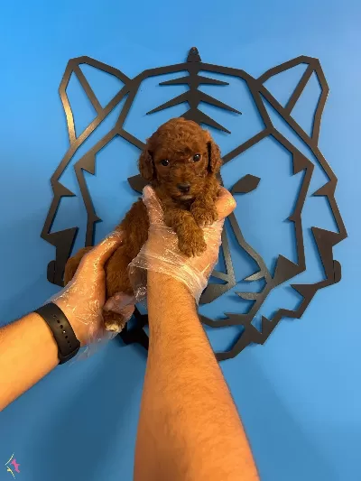 Irk Garantili Ruhsatli Uretim Ciftliginden Toy Poodle