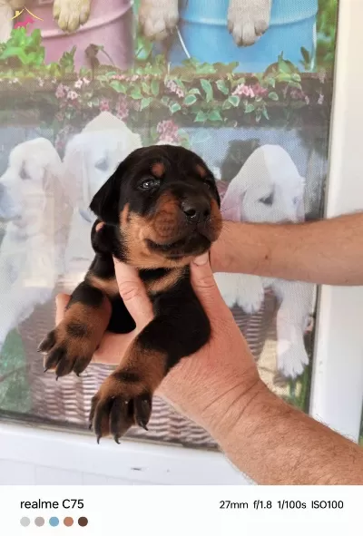 Harika Doberman Yavrularımız