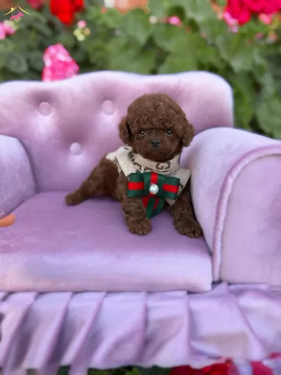 Kore Toy Poodle Yavrularımız