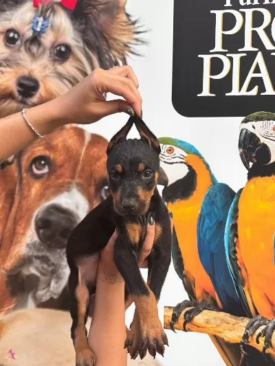 Irk Ve Saglik Garantili King Doberman Yabrularım
