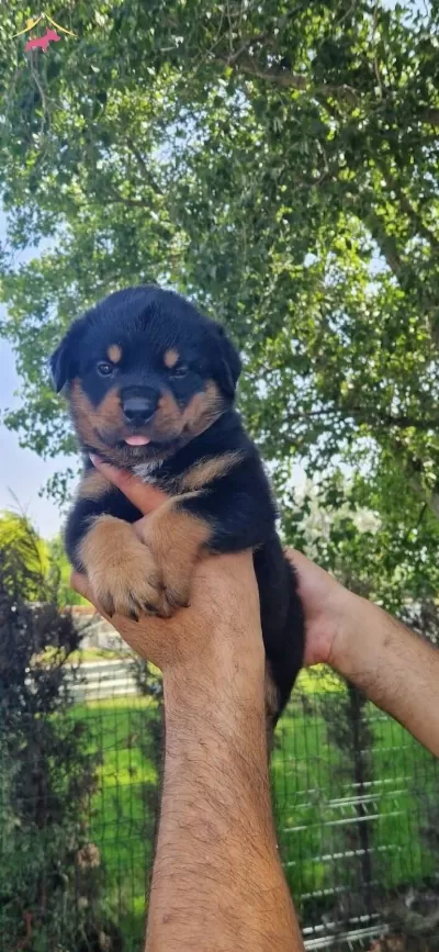 Macar Koca Kafa Rottweiler Bebeklerim