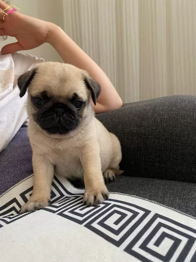 Sirinmi Sirin Gul Kuyruk Pug Bebeklerimiz