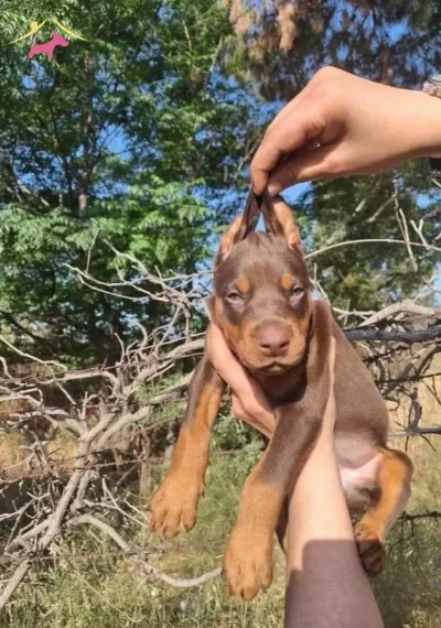 Siyah Kızıl Mukemmel Doberman Bebeklerim