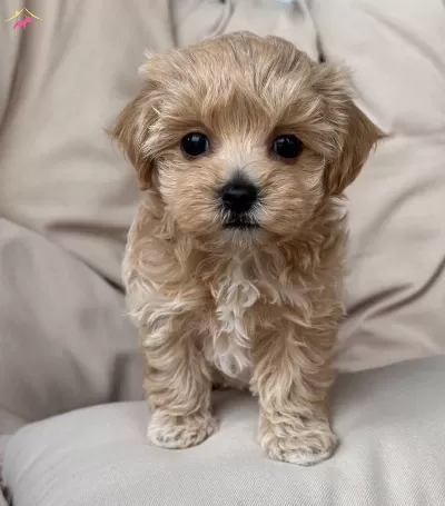 Oyuncak Gibi Sevimli Maltipoo Bebekler