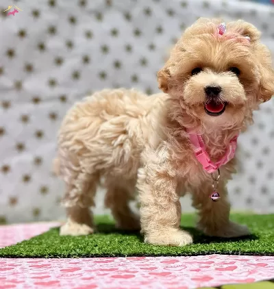 Mini Mini Maltipoo Bebekler
