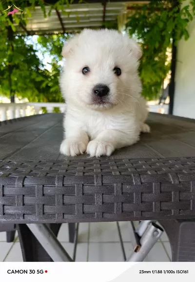 Samoyed Yavrularımız Sizleri Bekliyor