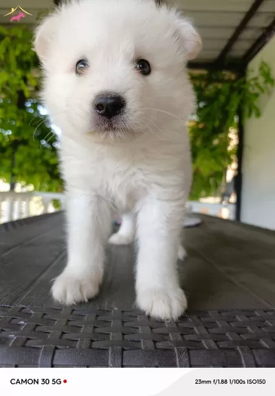 Harika Samoyed Yavrularımız