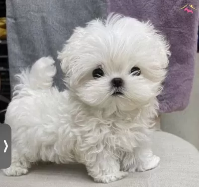 Numara Maltese Bebeklerimiz