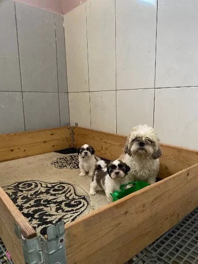 Shih Tzu Bebeklerimiz Geldi