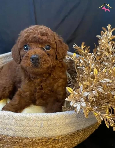 Sevimlilik Garantili Mini Poodle Yavrular