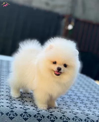 Küçücük Pomeranian Poo