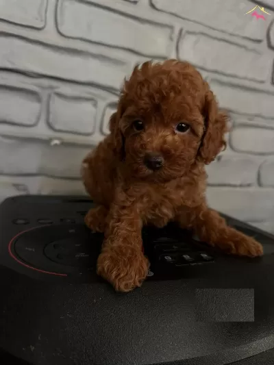 Secere Belgeli Toy Poodle Bebekler