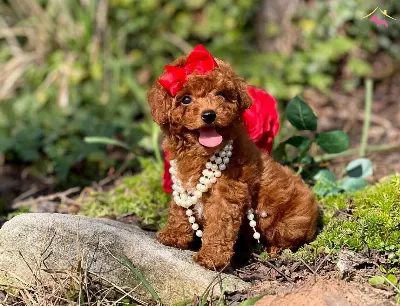 Antialerjik Ust Kalite Toy Poodle