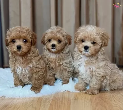 Oyuncak Gibi Sevimli Maltipoo Bebekler