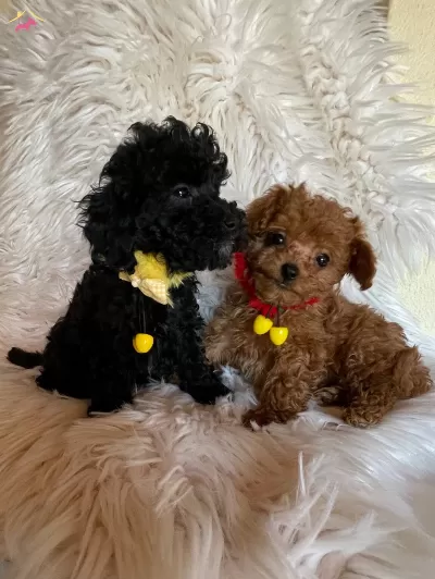 Ev Ici Bakılabilecek Tek Irktır Poodle Irkı