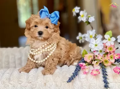 tüy Derdi Olmadan Sevgiyle Buyuyen Maltipoo