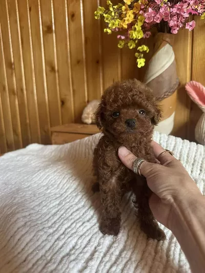 Kahverengi Askı Mini Toy Poodle Yavrularımız Hazır