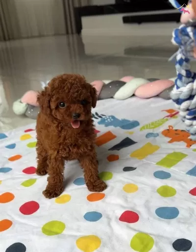 Kore Kan Poodle Irkının En Iyi Yavruları
