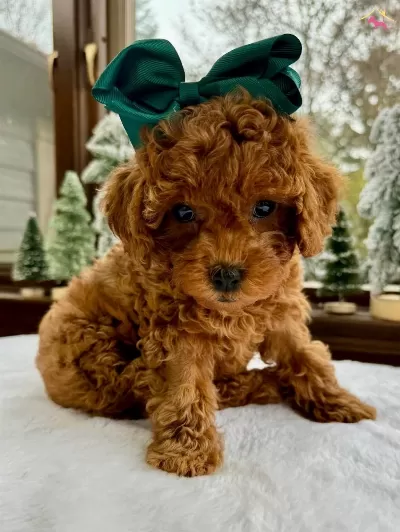 Irkının En güzel Poodle Toy Bebekleri